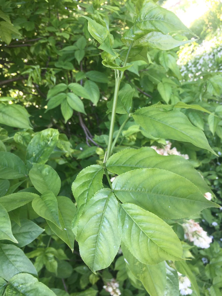Feldbotanik's tweet photo. #Staphylea pinnata a rare shrub in Swiss forests
#Staphyleaceae https://t.co/8arwQoyusm