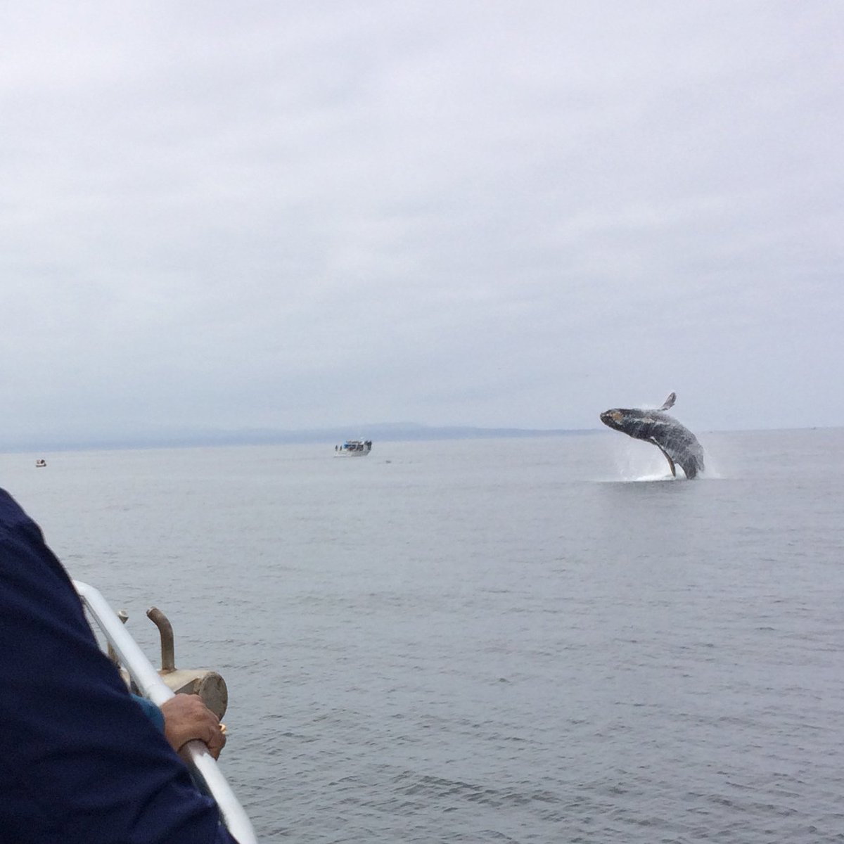 Thx <a href="/MontereyWhales1/">Sea Goddess</a> for a great day of sightings... just pure luck I caught this super close breach!