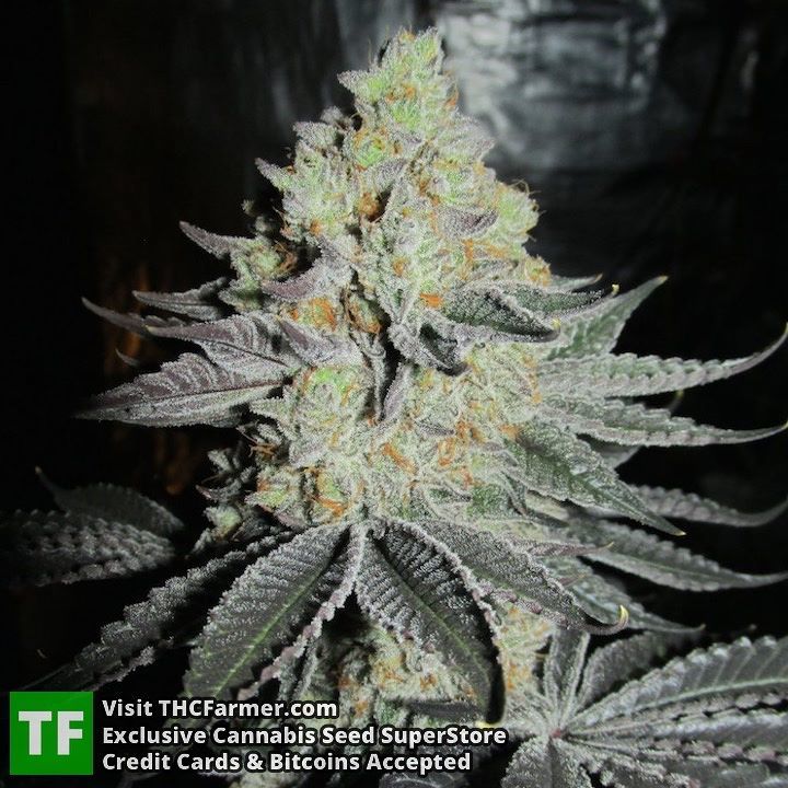 thcfarmer_forum's tweet photo. Todays dank shot is from #DivineGenetics πΏ
We ship seeds worldwide π
Credit cards are accepted π³
Visit our store⦠https://t.co/bmo8ysbTAo https://t.co/robuZfr68y