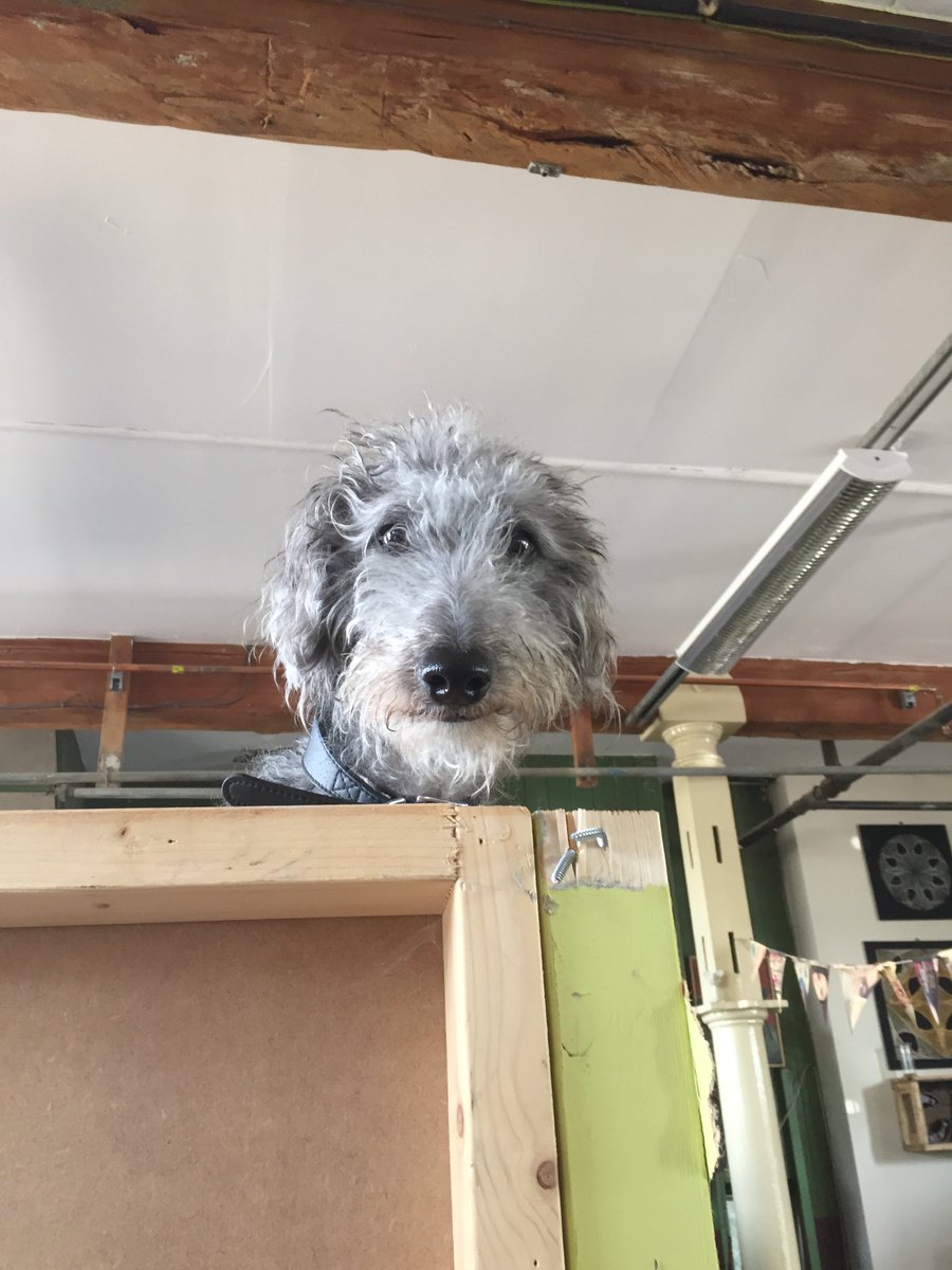 scrapleeds's tweet photo. Alf supervising my building skills. He was up there most of the day delegating. #scrapdog #bedlingtonwhippet #bossdog https://t.co/XahbdgZb4W