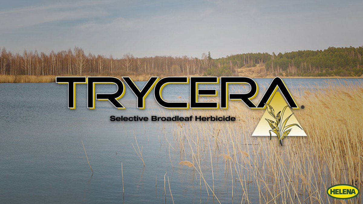 HelenaSpecialty's tweet photo. Control broadleaf weeds with #Trycera—effective under the most extreme environmental conditions.
#TrustHelena | https://t.co/JPqQqFftzO https://t.co/fwyXb56Nol