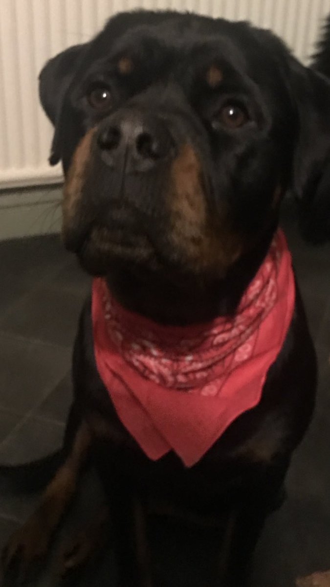 agentnicola's tweet photo. Happy birthday to the first #brosdog @Brosreunion @BrosBandUK @LukeGoss @mattgoss @TranscendRob https://t.co/rvZ59a4QXm