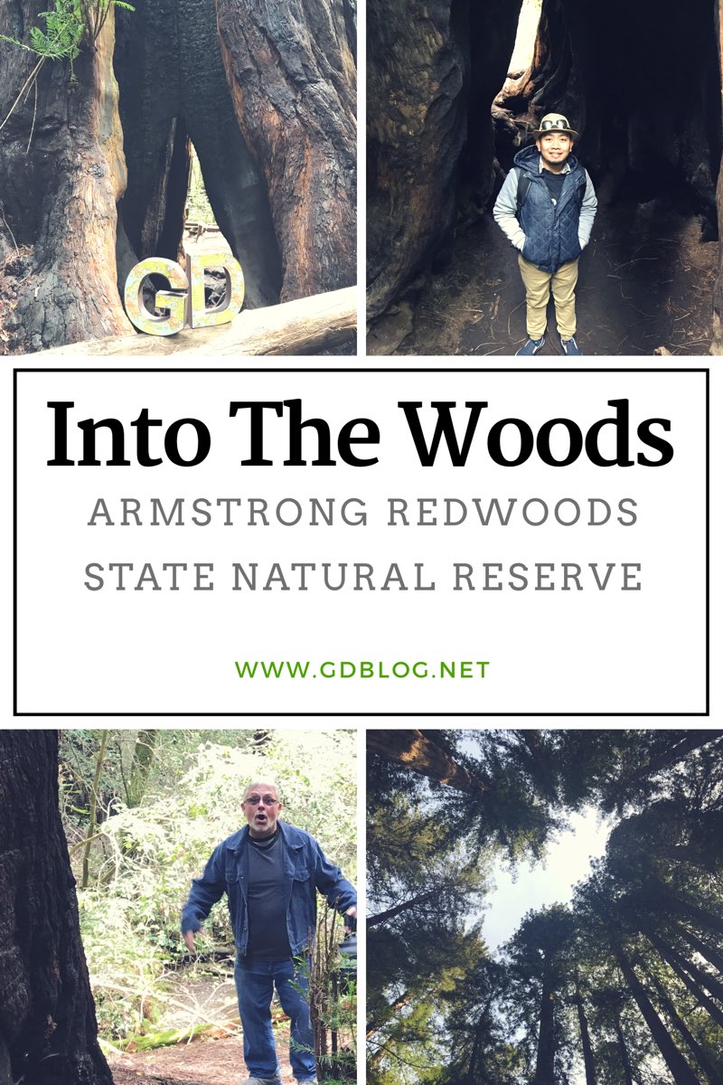 MyImperfectFam's tweet photo. Into The Woods - Armstrong Redwoods State Natural Reserve #Guerneville... https://t.co/9GH3j5lIV8 by #PhilanthropicHR via @c0nvey https://t.co/FL9NBPvvCr