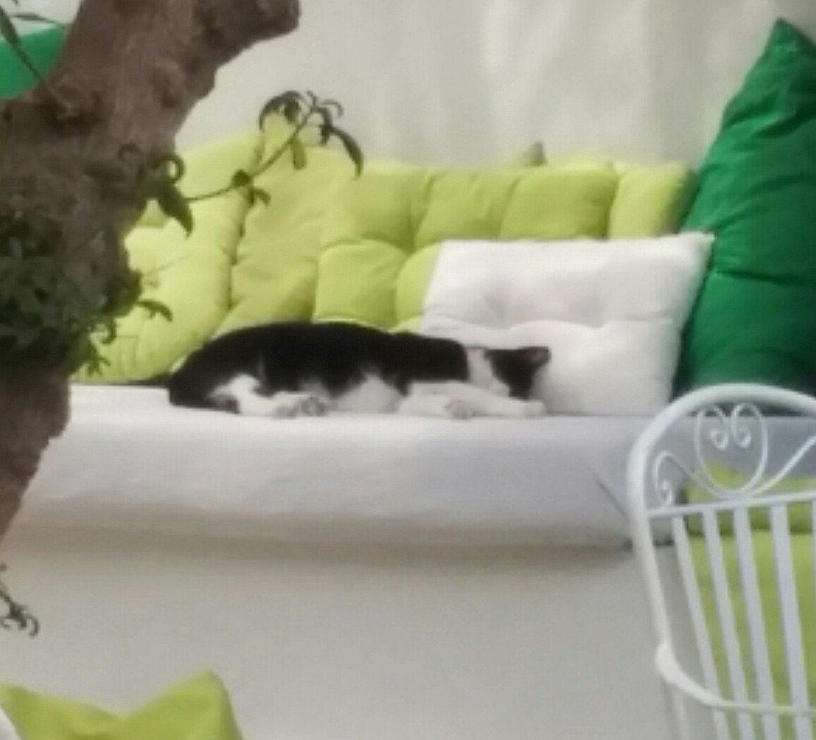 kateginger0's tweet photo. Random cat (I don't know them personally) #bellaverde #vegan #mallorca https://t.co/4snHxSBQSk