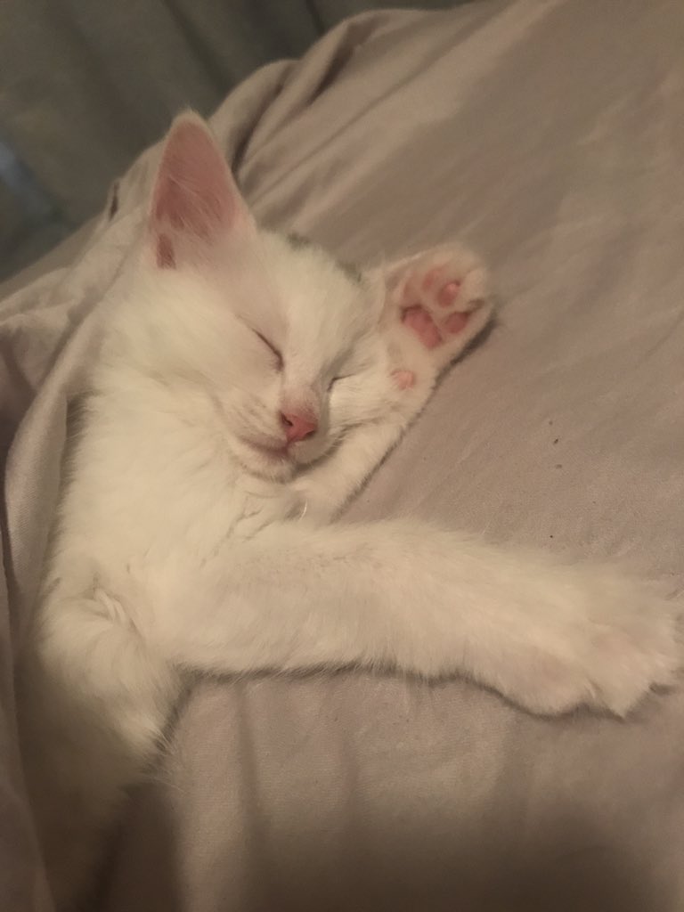 maxieebert's tweet image. Ugh my heart 😩💕