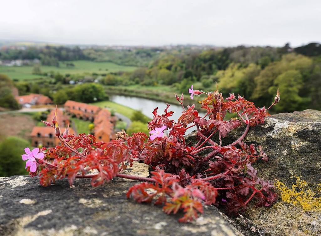 mosstraveltv's tweet photo. A #plant growing on #Larpool #Viaduct at #Whitby. #IgersWhitby #IgersYorkshire #IgersEngland #Yorkshire #England #travel #tourism #tourist … https://t.co/BrN0fTO4Wb