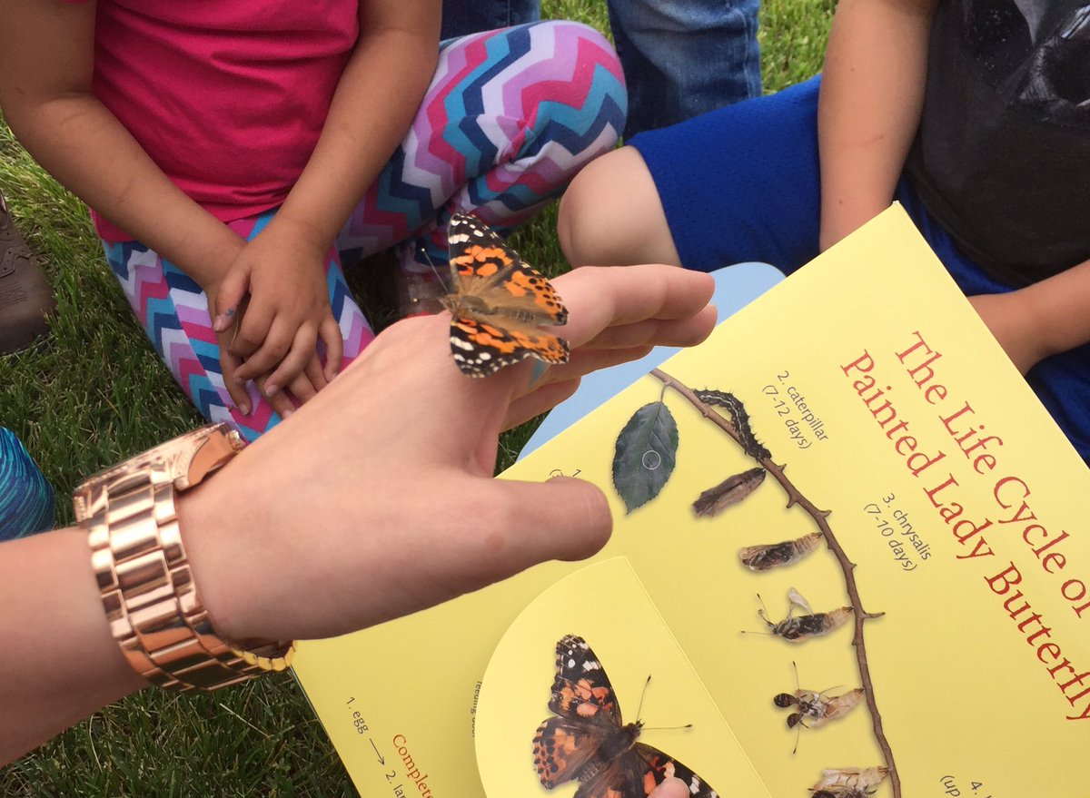 cairoowls's tweet photo. Mrs. Norman's KG class and Mrs. Whitledge's class had the opportunity to learn about the life cycle with butterflies https://t.co/ltNaVmX1gU