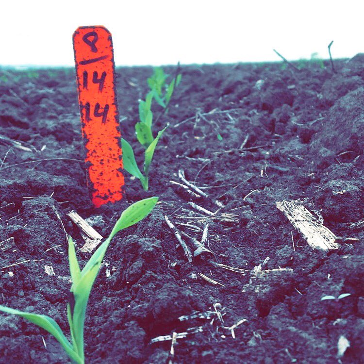 Lemar1769's tweet photo. #YieldMonster @lewis_hybrids https://t.co/vhZAhQwdNR