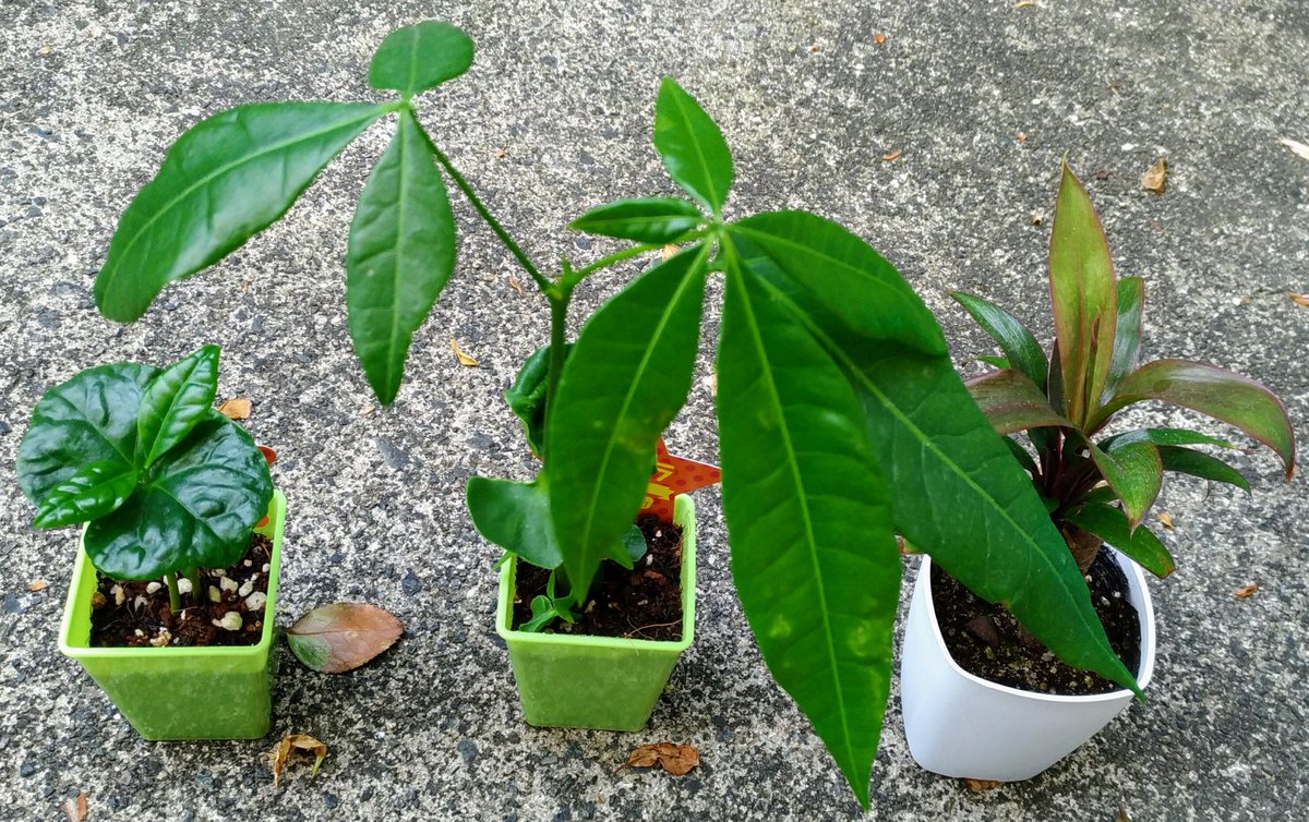 こころんグリーン １００均で買ってきた ドラセナ パキラ コーヒーの木を鉢に植え替えました 土も鉢も全て１００均です 園芸 ガーデニング