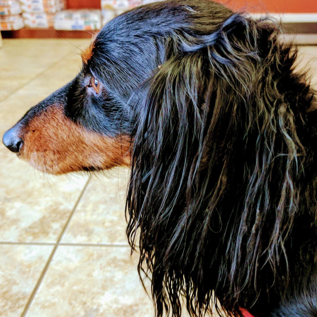 CreeksideVetMT's tweet photo. Meet Mr. Weiner - apparently he loves the ladies #ladiesman #vetsfav #hellodog https://t.co/bz0yLuN1Aw