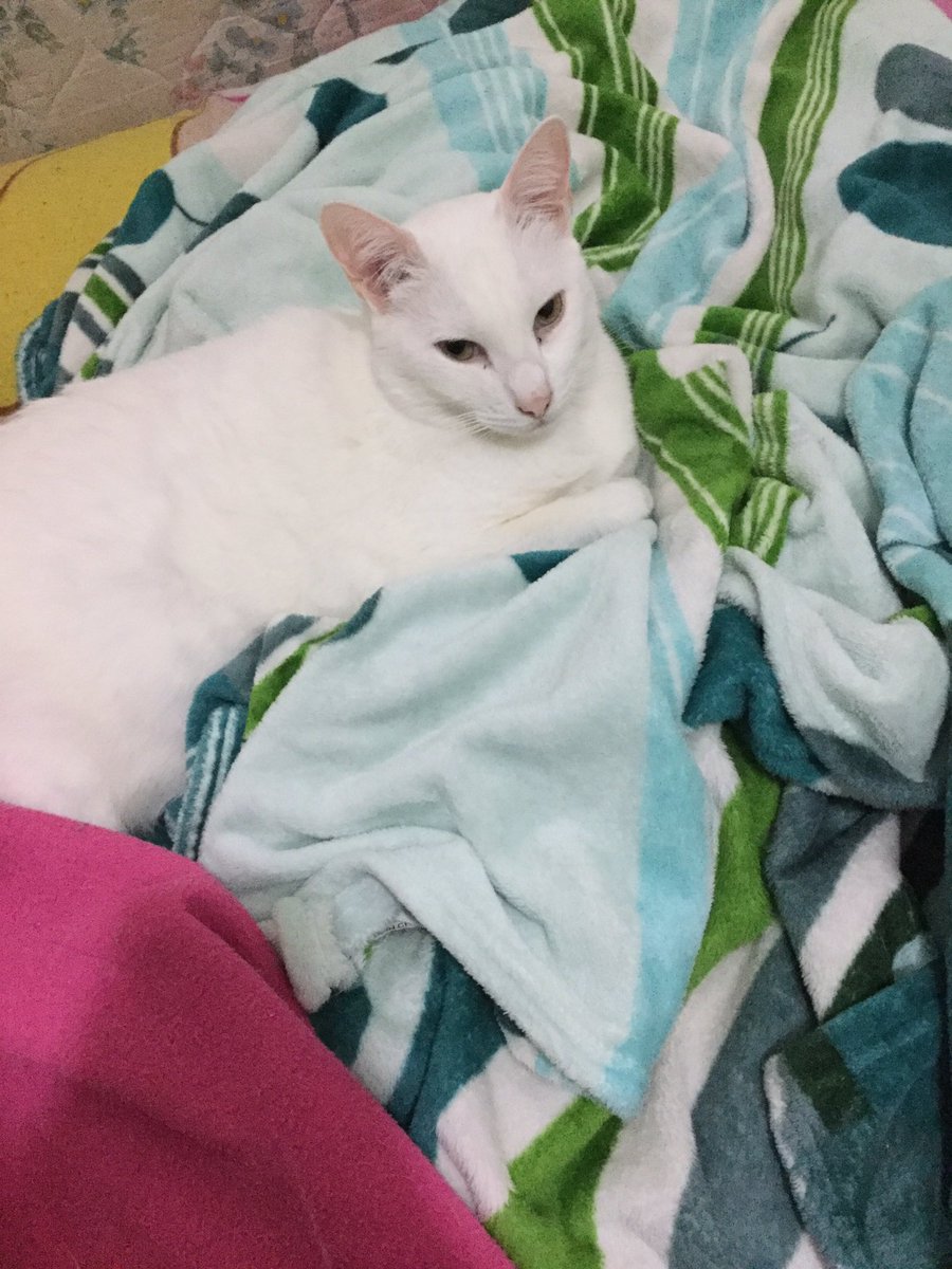 [ i havent been in this account for like years have a picture of my cat as an apology