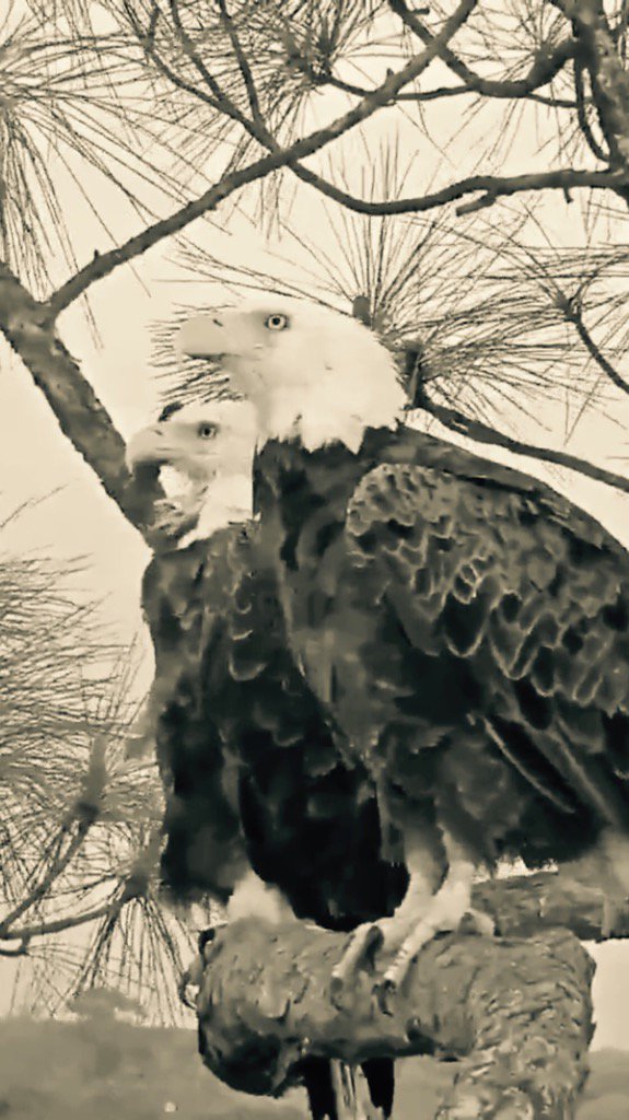 tinychiwa's tweet photo. May 11, 2017
@SWFLEagleCam #E9 #eagle #eaglecam #SWFEC #m15 #Harriet #missingE9 https://t.co/1urxjl6BUD