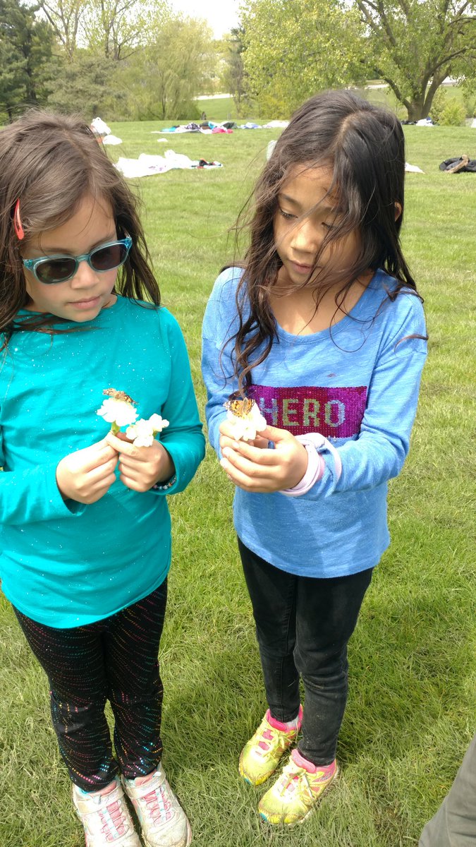 cduffy423's tweet image. First Grade Butterfly Release @Woodridge68  @Meadowview68  #meadlearns #WeAreD68 #beautifulday