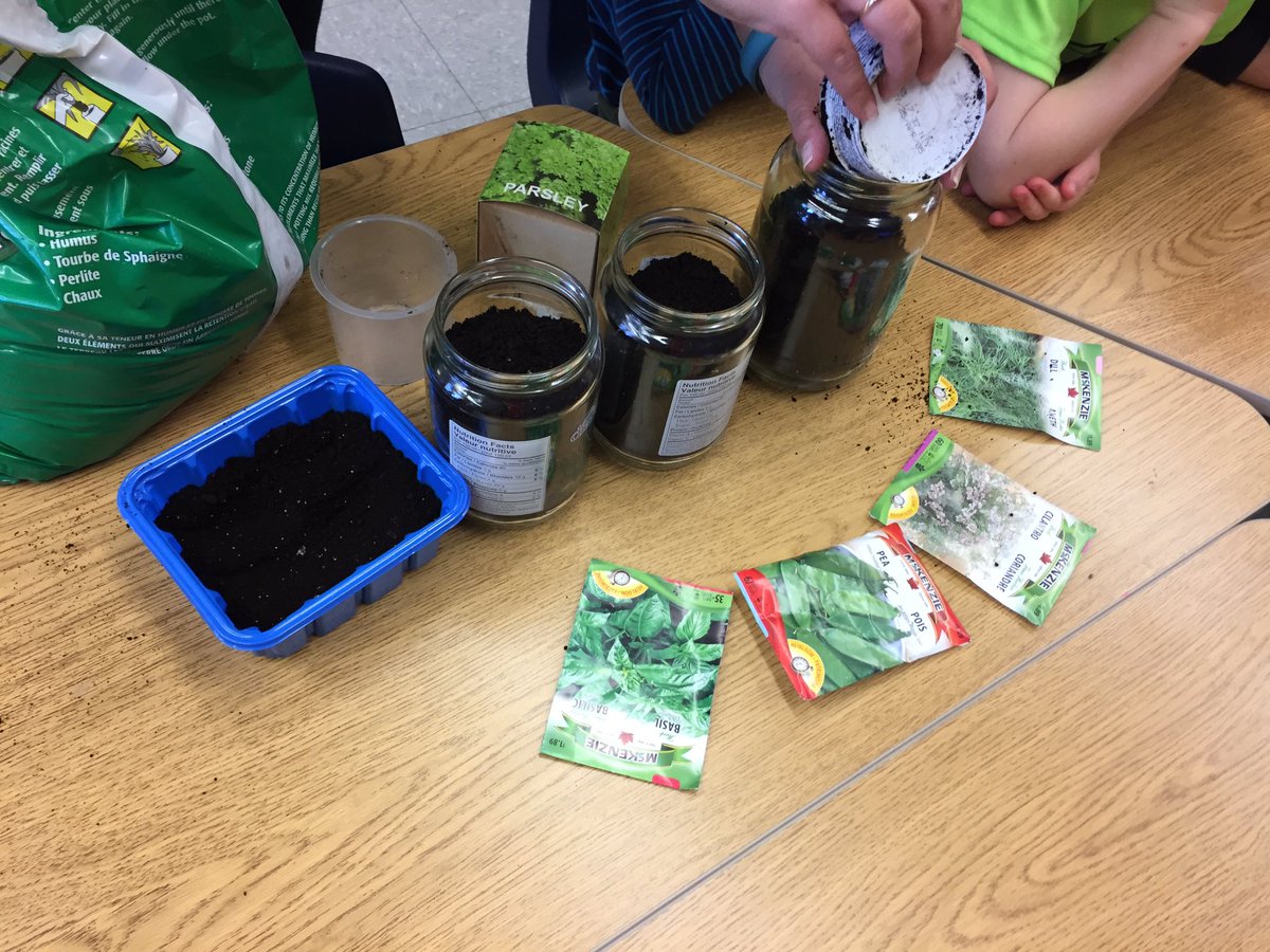 mrs_v_gedsb's tweet photo. We are comparing seeds and predicting what might sprout first! #plantingseeds @anna_melick https://t.co/wz2qwKggV3