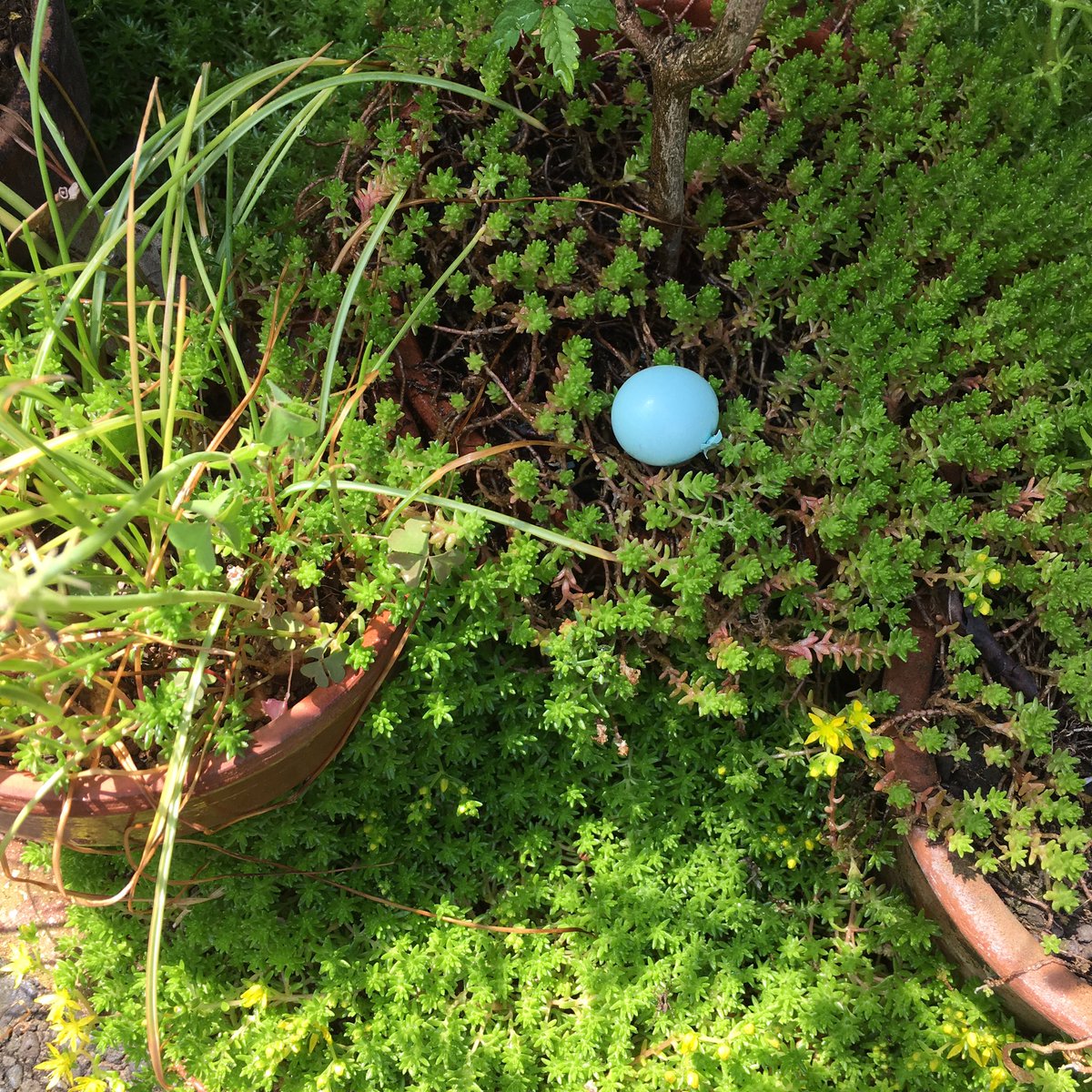 寅 玄関先の植木鉢に見なれない丸い水色のものが 拾ってみたら卵の殻だった 調べてみたらムクドリのものみたい 綺麗な水色
