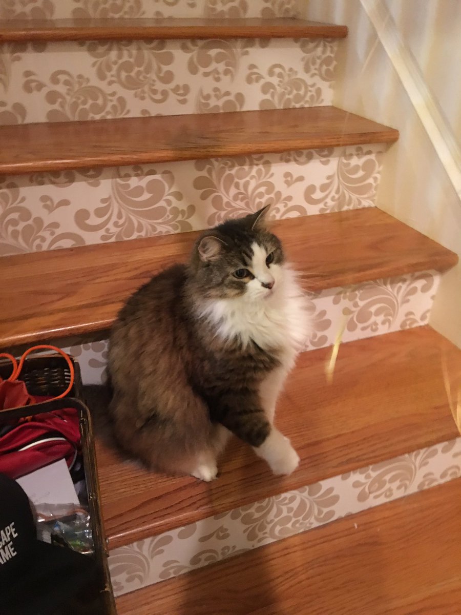 heyrayluv's tweet photo. Please enjoy these pictures of my pets who I am obsessed with 💗🤷🏽‍♀️ https://t.co/rPbGwmVWue