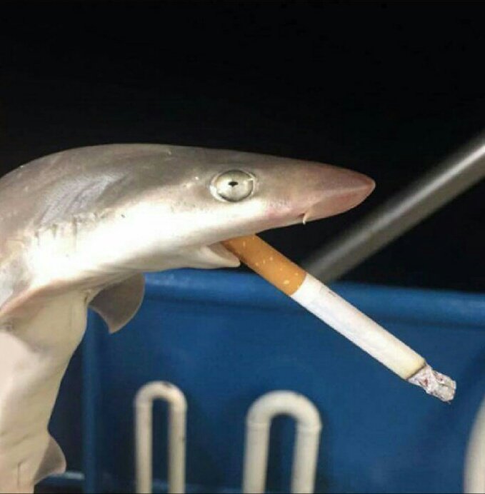 Jojorlion's tweet image. Kisame? Haven't heard that name in years...