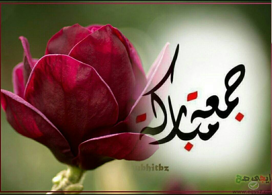 فواد العطار (@shekhfouad) on Twitter photo 