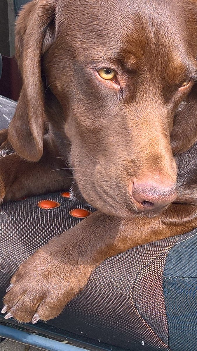 frankie and bennie (@valerietom) on Twitter photo 