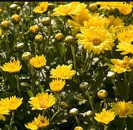 eppinginbloom's tweet photo. Thanks to our sponsors @mandsepping we are able to donate 12 more potted flowering summer plants to cunningham house residents garden 😁 https://t.co/KfoLEsMMyQ