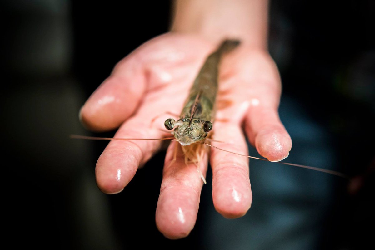 Gamba Natural (gambanatural) Twitter