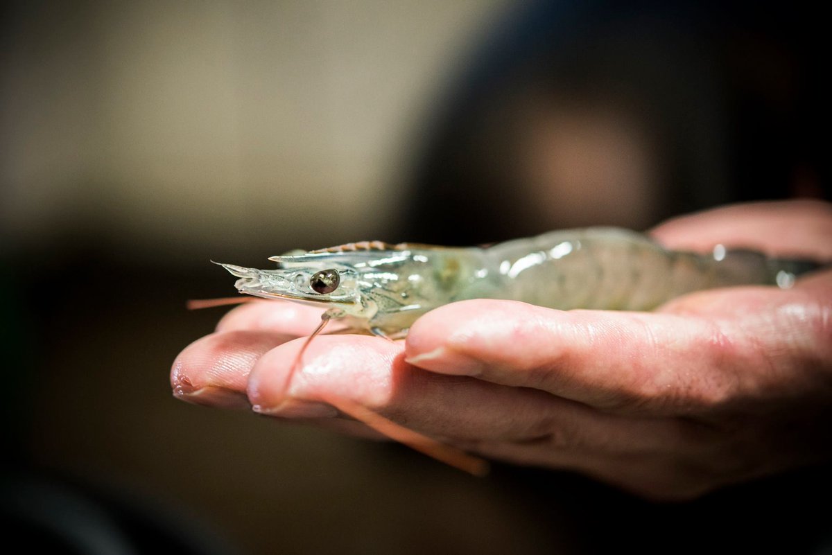 Gamba Natural (gambanatural) Twitter