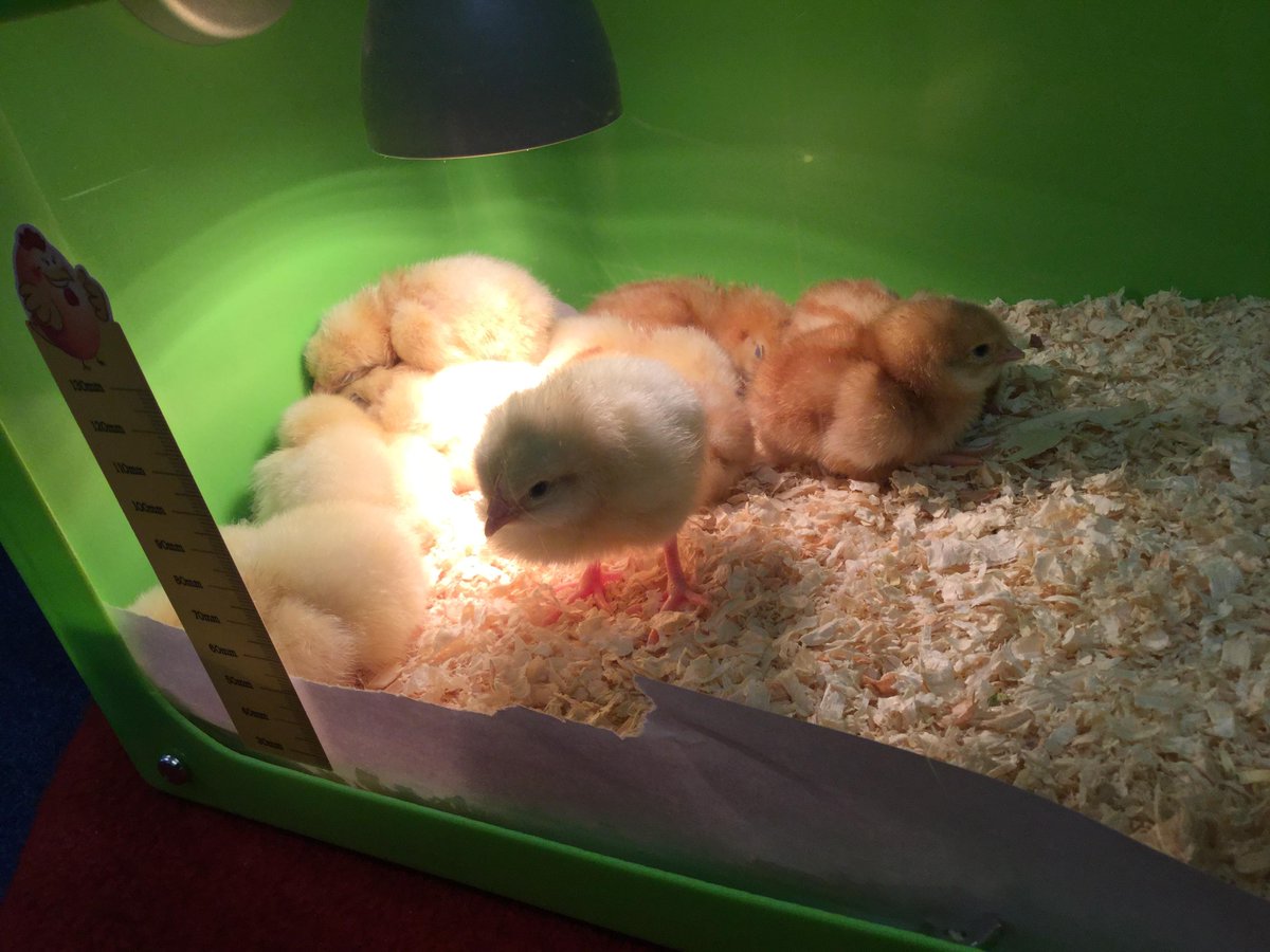 WellandAcad's tweet image. All chicks are happy, healthy, yellow and fluffy in their breeder box this morning. 🐥 #year2learning #slovakiaclass #polandclass