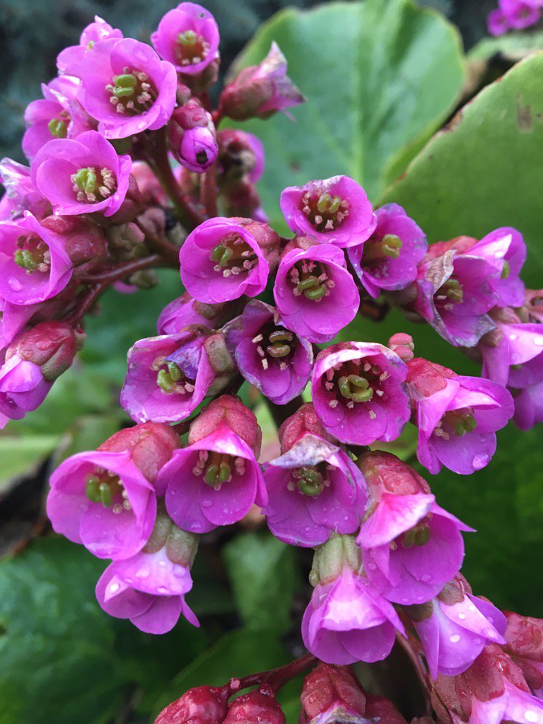 wsquareddesign's tweet image. The early pink blooms of Bergenia Bergenia cordifolia #yycplants