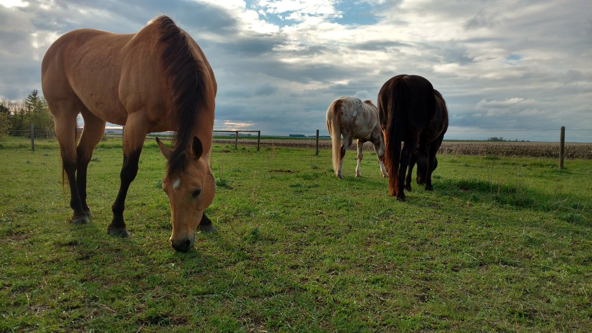 anne_m2017's tweet photo. Spring grazing. #horses #equinefirstaid
#lovemyhorse https://t.co/Gw8vztP2RP