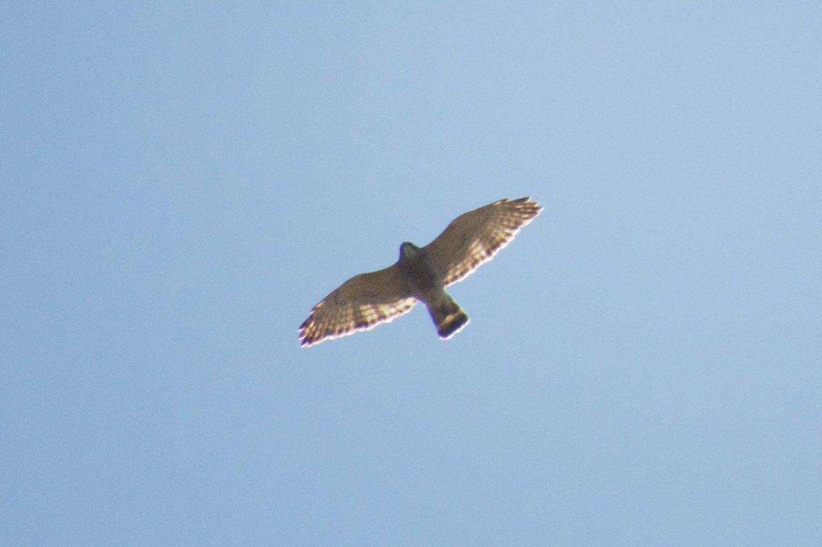 rgeraldporter's tweet photo. 1/ For this year's Niagara Peninsula Hawkwatch AGM, I was asked to present on the #hawkwatch dataset, with observations... #birddata π¦
https://t.co/mB61nuBovZ