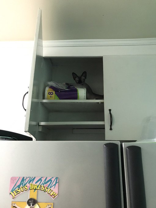 When you can't find your cat... https://t.co/lz4gUsGMrD<a href="/tag/burningangel"class="tags"><span>#burningangel</span></a><a href="/tag/tattooedgirl"class="tags"><span>#tattooedgirl</span></a>