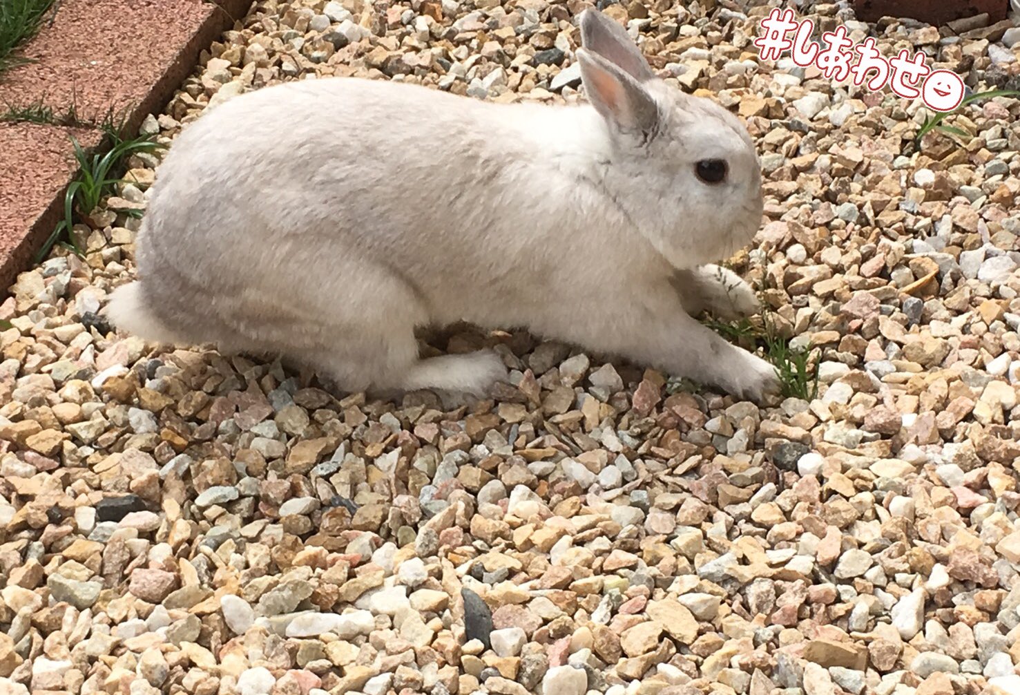 こりく007 シッポふりふり 穴掘りうさぎ 何かを目指す 穴掘りうさぎ 今日も明日も明後日も 何かに夢中な貴方はすばら だからっ 穴をーーっ掘るな っ うさぎ ネザーランドドワーフ うさぎ好きさんと繋がりたい 穴掘りうさぎ 穴