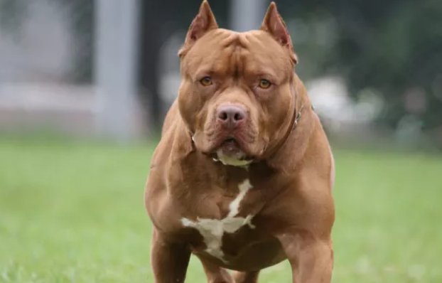 People En Espanol Bebe De 6 Meses Muere Tras Ataque De Perro Pitbull Ante La Impotencia De Su Madre T Co Jhf1bzalpu T Co Vu8htcn6bq Twitter
