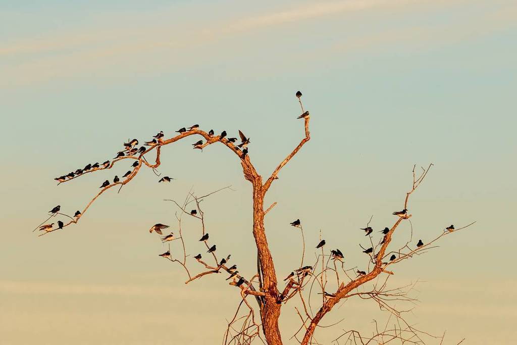 Swallow-ed tree!
#treeswallow #birds #wildlife #nature #travel #photography #birdsofinstagram #bird #birdphotograp… ift.tt/2qyxcUT