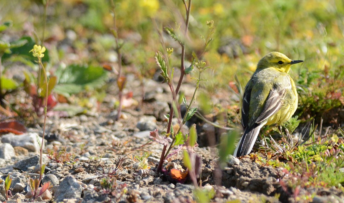 Yellow Wagtail at Cooling Marshes recently <a href="/fonkm/">North Kent Marshes</a>