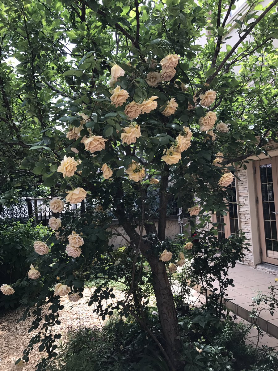 太田光代 姫林檎の木に咲く薔薇の花 ジュリアが満開になって 鮮やかなピンク色の薔薇 アロマテラピーも見事に咲いたの きれーっ