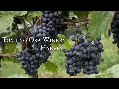 Wine Central tweet media