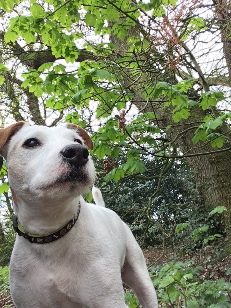CNEnts's tweet image. Love #Kingmoor Wood as well @kingmoorpark - great for #walks especially with our #dog too #Carlisle #Cumbria #dogsofcumbria