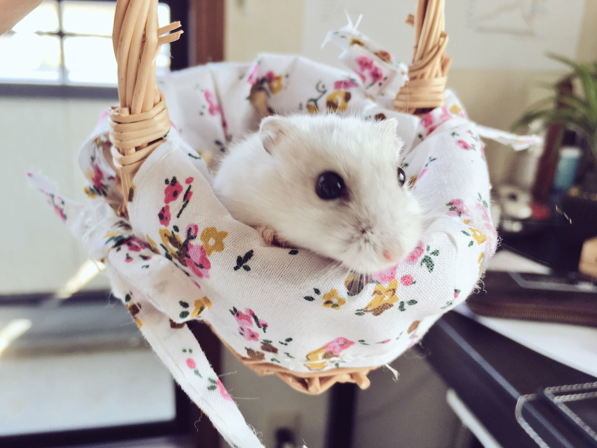 Sugerちゃんファンクラブ Hamster Suger Twitter