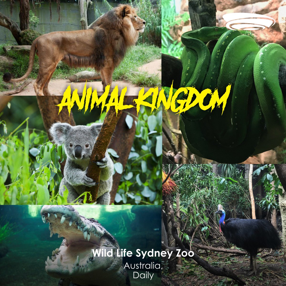 kyazoonga's tweet photo. Go where the wild things are! Spend a furry day with the wild animals at the #WildLifeZoo in #Sydney! Get tickets at https://t.co/hYhxr2SpHZ https://t.co/yd5T8oOawn