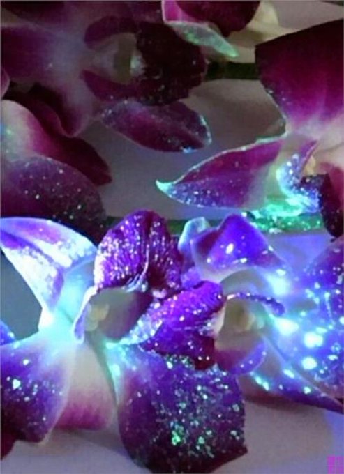 珍しい花ランキングtop30 風変わりな花や驚くほど奇妙な花を紹介 2ページ目 Botanica