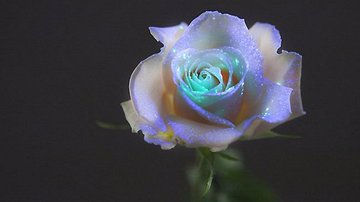 珍しい花ランキングtop30 風変わりな花や驚くほど奇妙な花を紹介 2ページ目 Botanica