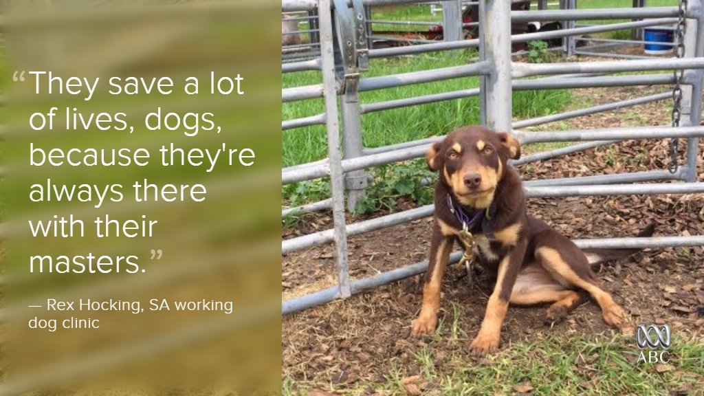 ABC Rural tweet media