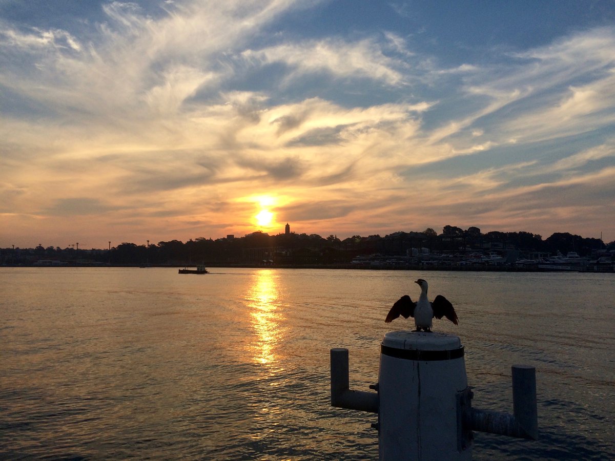 Riversteen's tweet photo. Last night walking along White Bay at sunset. Cormorant... :)  #Sydney #ilovesydney #cormorant #sunset #whitebay https://t.co/TeVzJ4XP9P