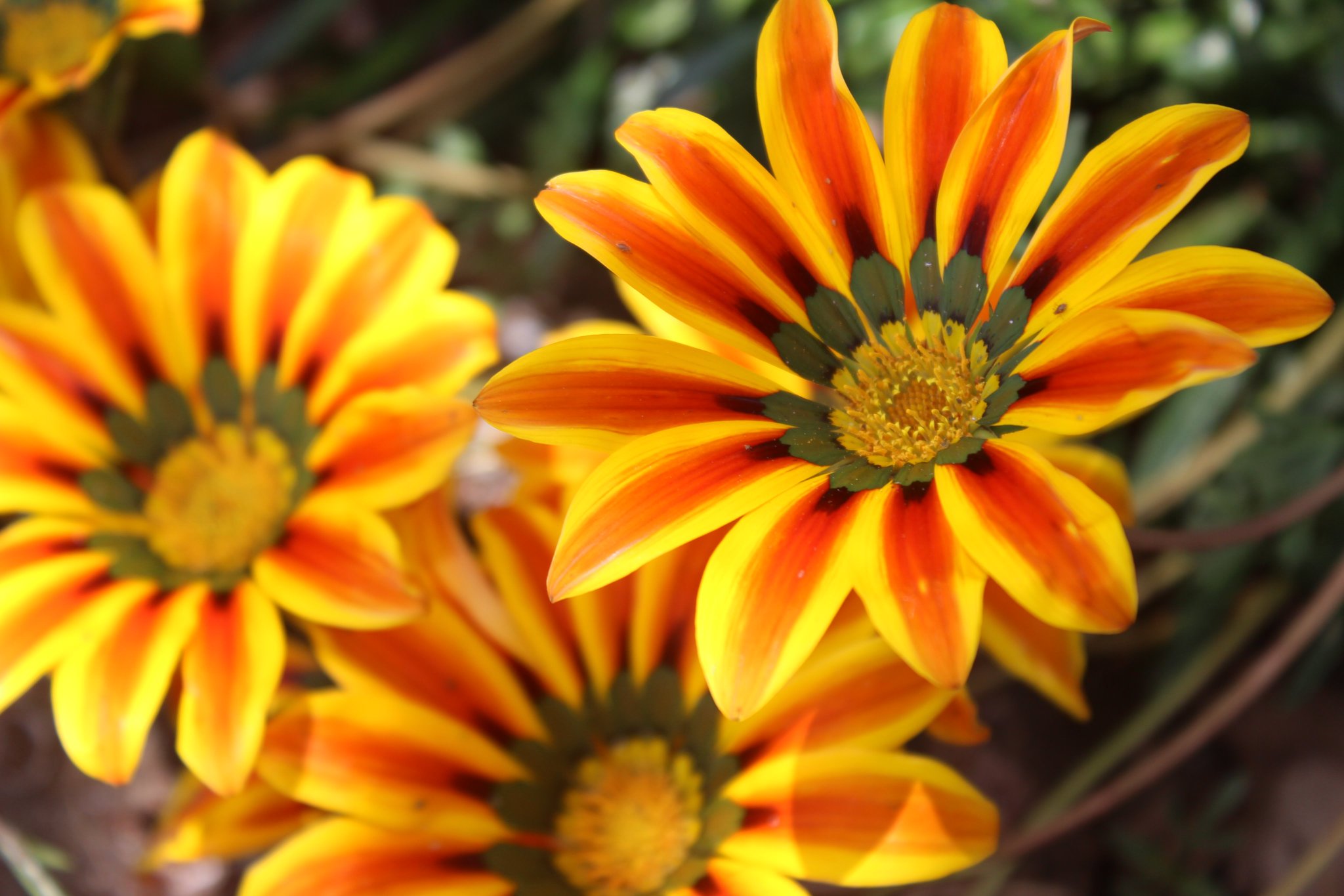 Vtifカスタマイズ No Twitter 花写っと 勲章菊 ガザニア 写真好き このごろ黄色い花 あちこちで見かけるから そのたびに撮るけどみんなガザニアだったりします クンショウギク 勲章菊 の花言葉 別名 ガザニア 笑顔で答える 貴方を誇りに思う