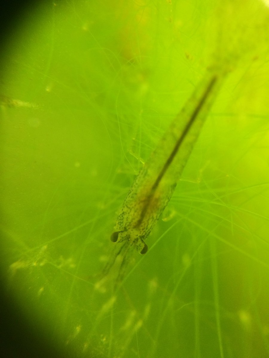 かわさきしゅんいち 絵本作家 動物画家 昨年10月から近所の池で採集した水 泥 メダカ エビ 藻 その他を 瓶の中に投入 放置 光合成で藻に酸素を出させ 水や土の中にいたプランクトン 自然増殖 をそのままメダカやエビが食べています やや不完全