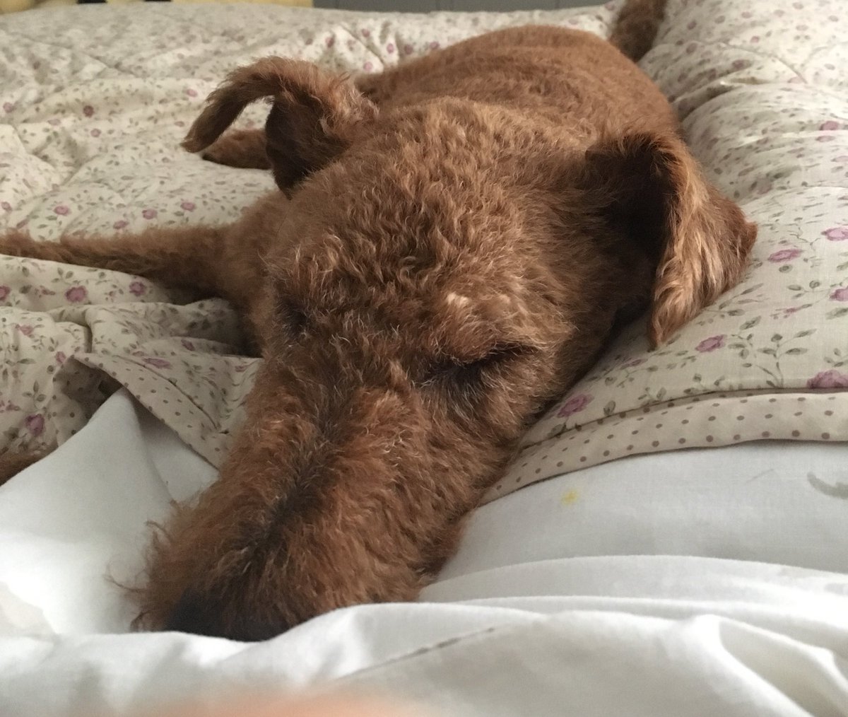 bea_rceron's tweet photo. Nothing like some company when you're in bed ill! #lovemypooch https://t.co/I9F8ee6X16