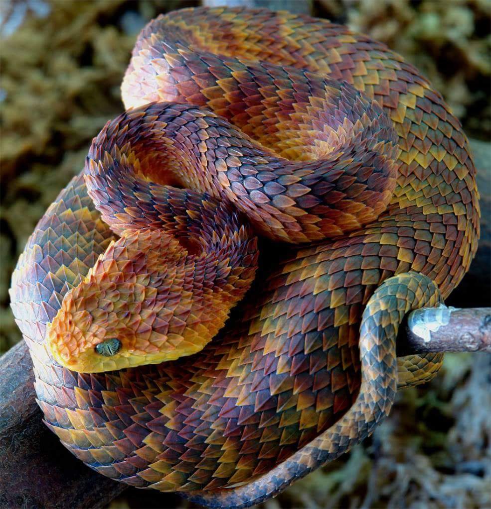 Aesthetic Sharer ZHR on X: Atheris hispida is a venomous viper species  endemic to Central Africa.    / X