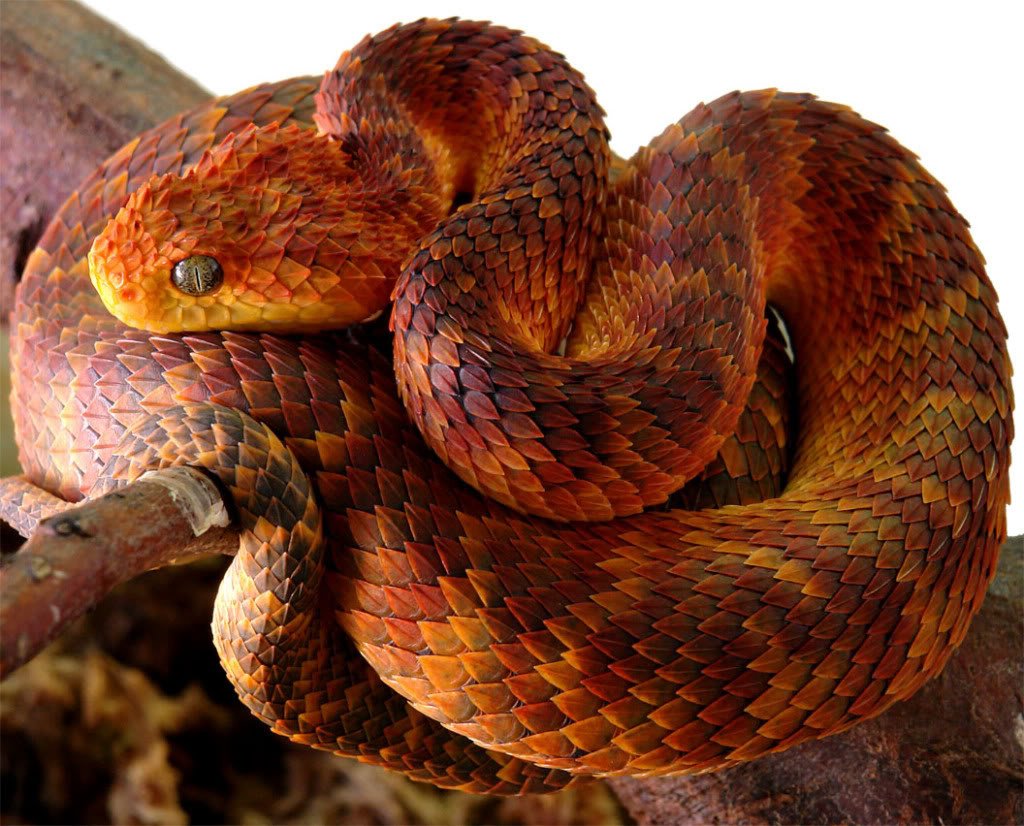 Aesthetic Sharer ZHR on X: Atheris hispida is a venomous viper species  endemic to Central Africa.    / X