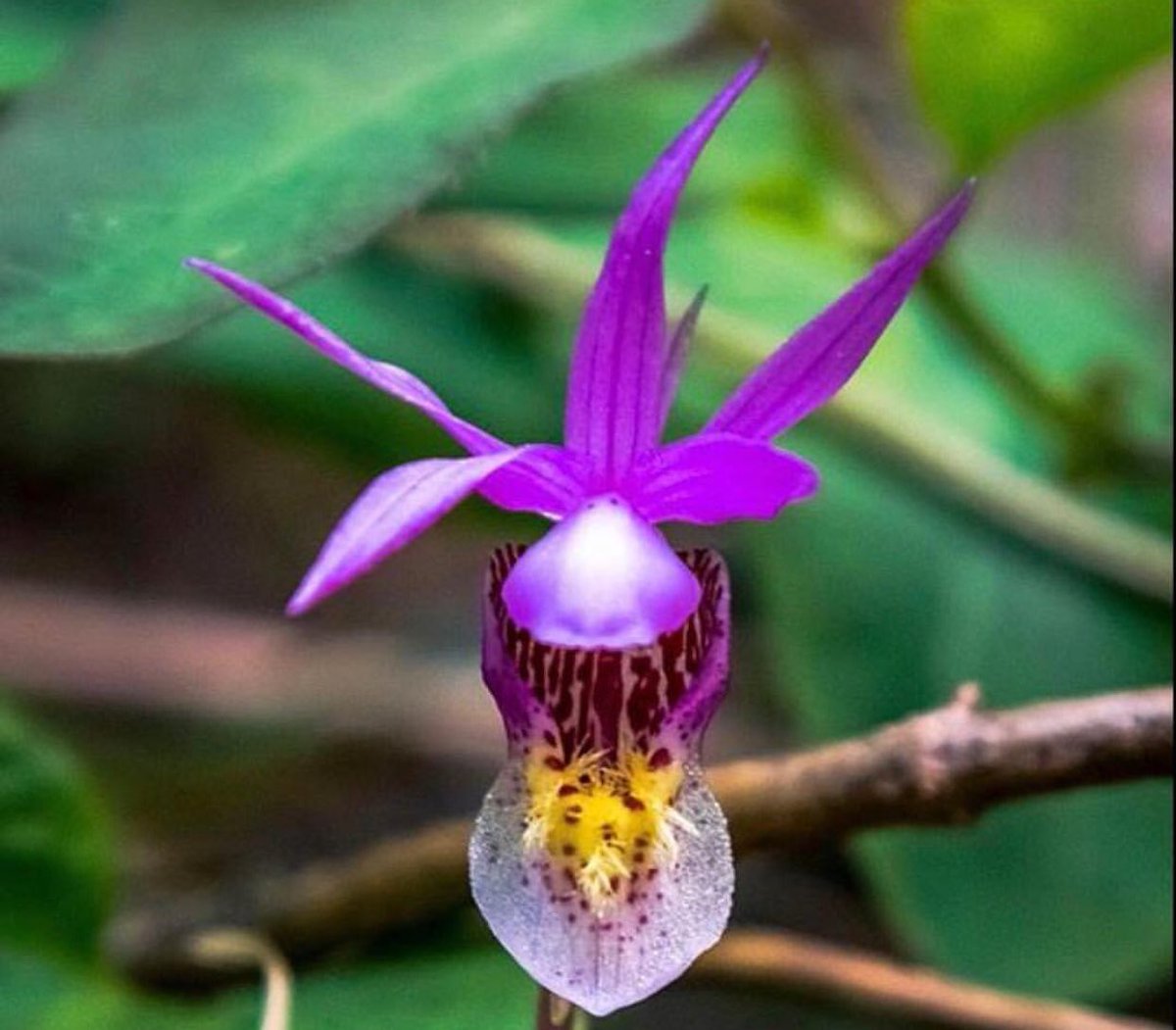 NatureOnPoint's tweet image. 